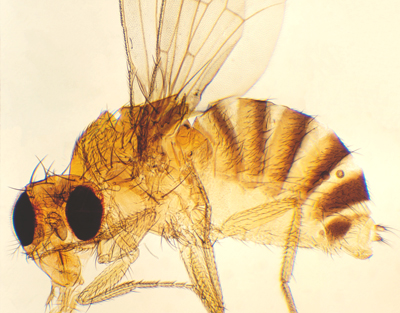 Mosca de la fruta, m.e.