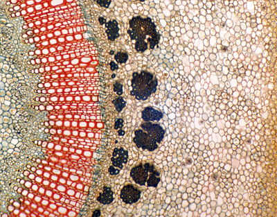Tallo de Nerium indicum (adelfa), s.t.