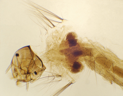 Larva de mosquito, m.e.
