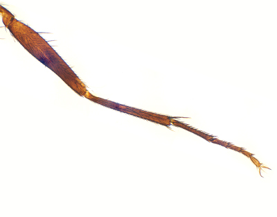 Pata de mosca común, m.e.