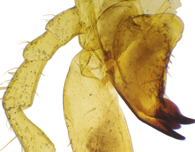 Aparato bucal de saltamontes, m.e.
