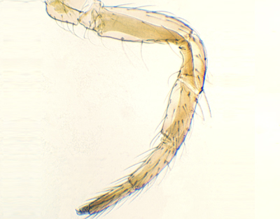 Pata de insecto andador, m.e.