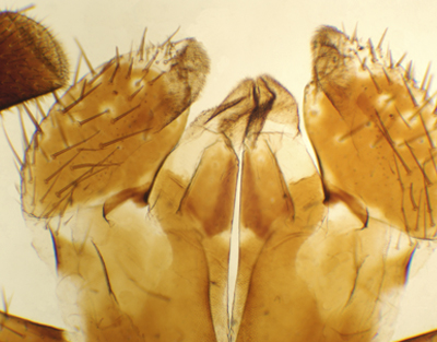 Aparato bucal de Periplaneta (cucaracha), m.e.