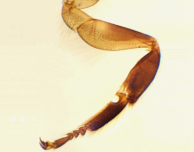 Patas delantera y trasera de abeja, m.e.