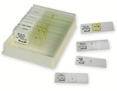 Microorganisms set, 13 slides