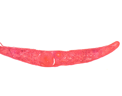 Turbelaria, s.t.