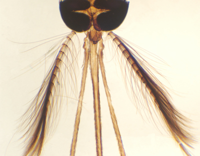Aparato bucal de mosquito macho, m.e.