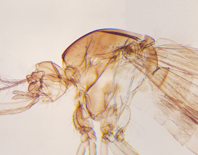 Mosquito hembra, m.e.