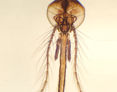 Aparato bucal de mosquito hembra, m.e.