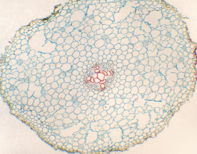 Raíz de Ranunculus japonicus, c.s.