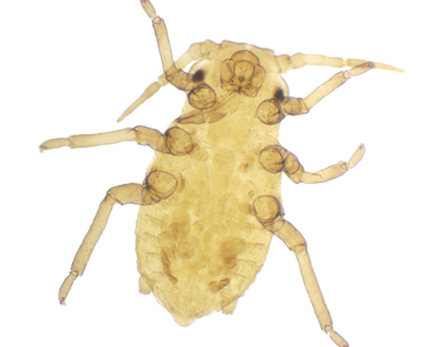 Aphis (pulgón), m.e.