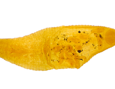 Hirudo niponia (sanguijuela), m.e.
