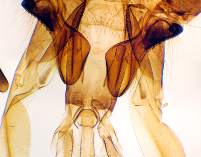 Aparato bucal de abeja, m.e.