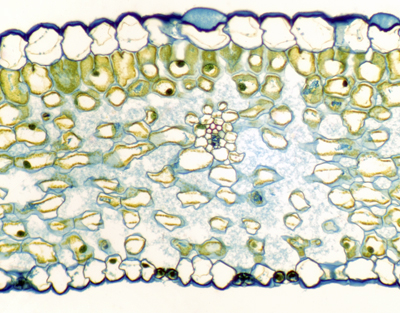 Hoja de lirio, s.t.