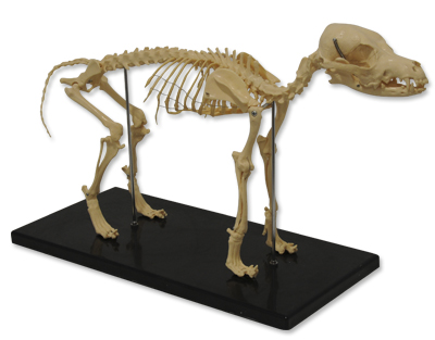Squelette de chien