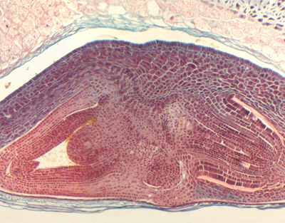 Semilla de Triticum aestivum (trigo), s.l.