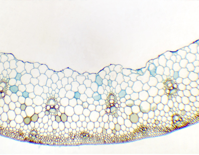 Tallo de Triticum aestivum (trigo), s.t.