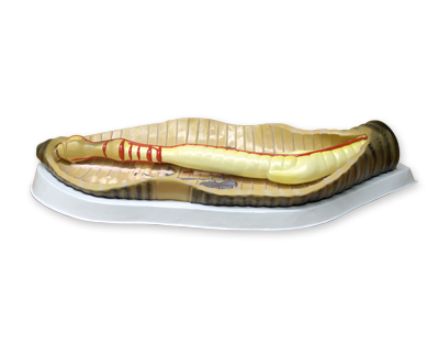 Dissection de ver terre