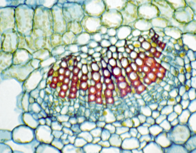 Hoja de Jasminum nudiflorum (jazmín), s.t.