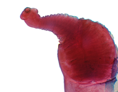 Bladder worm, w.m.