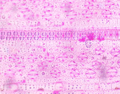 Estomas de Oryza sativa (arroz), m.e.