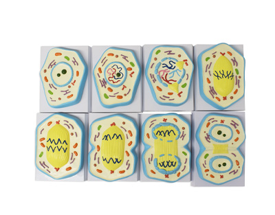 Mitosis