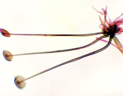 Rhizopus nigricans, m.e.