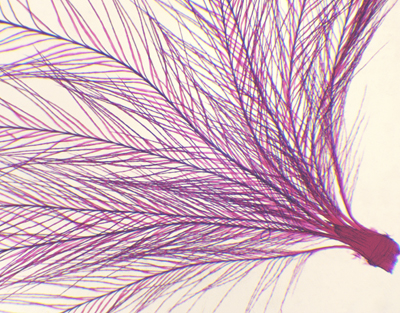 Pluma de pájaro, m.e.