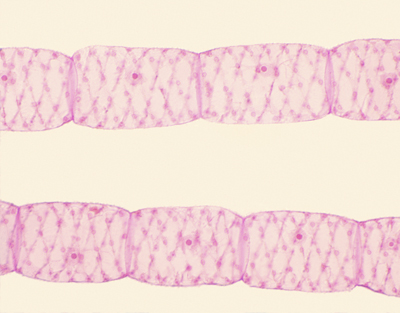 Masa vegetativa de Spirogyra, m.e.