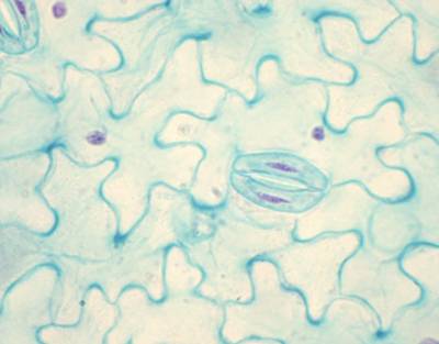 Estomas de Vicia faba (haba), m.e.