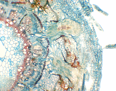 Raíz parasitaria de Cuscuta chinensis, s.t.
