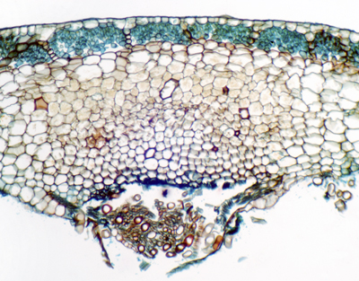Talo de Marchantia, s.t.