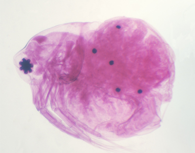 Daphnia, m.e.