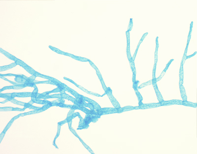 Protonema de musgo, m.e.