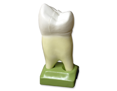 Premolar superior c/2 raíces