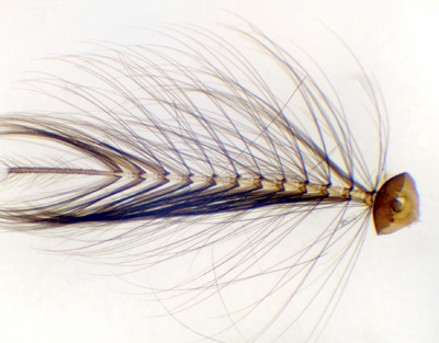 Antena de mosquito, m.e.