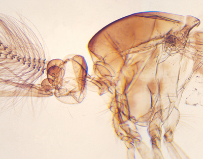 Mosquito macho, m.e.