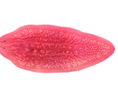 Turbelaria, m.e.