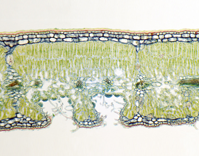 Hoja de Nerium indicum, estomas foevolados, s.t.