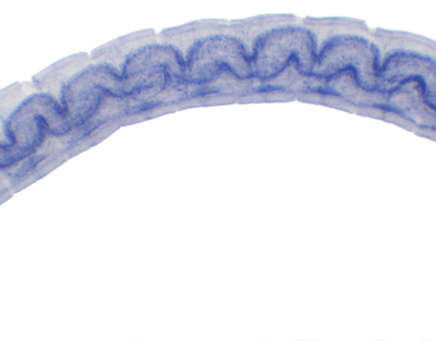 Alga Oscillatoria, m.e.