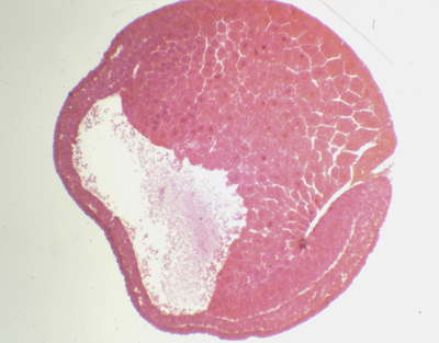 Gástrula de rana, sec.