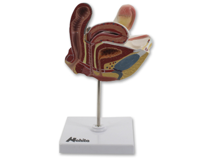 Aparato genital femenino