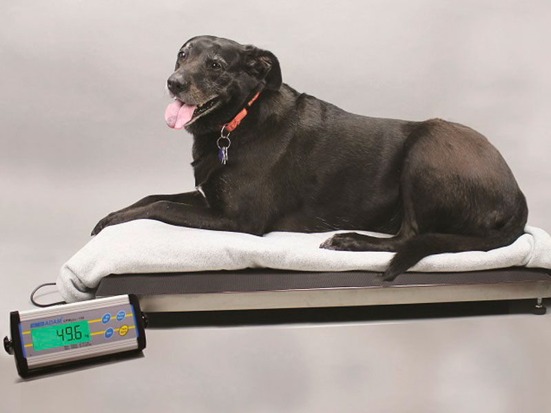 Balanza veterinario CPWpLUS 150L