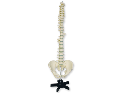 Vértebras y pelvis