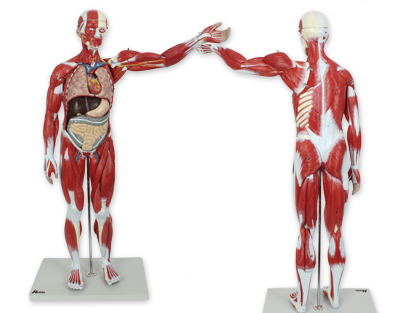 Cuerpo entero c/músculos, numerado