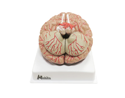 Cerebro humano, 9 partes