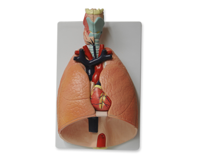 Sistema respiratorio