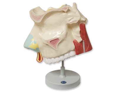Cavidad nasal